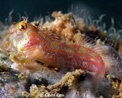 Tessellated Blenny by Carol Cox 